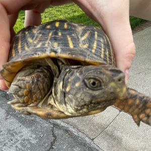 Meet your Posher, Molly